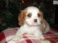 Price: $600
This little guy comes with a four generation pedigree. He is exceptionally well socialized. He is assured of lots of loves and hugs from me and my grandchildren. He will make a wonderful companion to a loving home. He is equally well suited