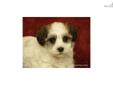 Price: $850
Havanese pure bred puppy HYPOALLERGENIC NO DANDER NON SHEDDING COATS, GREAT WITH CHILDREN AND OTHER PETS! AWESOME FAMILY DOGS!! www.royalpuppypalace.com or call us anytime, thank you! 727-947-2372
Source: