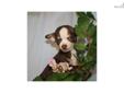 Price: $300
Mom: Haven Dad: Hosea DOB: 10-27-12 8wk: 12-22-12 10 wk: 1-5-12 This little chihuahua puppy has been off the website because someone put a deposit on him then found out they couldn't have him. He is such a sweetheart and has a wonderful color