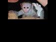 Price: $400
These lovely Capuchin,marmoset and squirrel monkeys are raised in our home with kids and cats.Feel free to email us at melissawright777@gmail.com
Source: