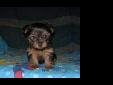 Price: $200
Healthy Blue Eyes Yorkie Puppies For Adoption .These babies have their tails docked and come with their AKC Registration Papers, 2 Puppies Vaccinations, Health Records, and Health Guarantee. Puppies should be about 3-4 lbs full grown,