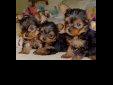 Price: $200
Healthy male and female yorkie puppies available.
Source: