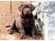 Price: $600
This Chocolate Lab puppy is 1/2 English & 1/2 American. She is ACA registered, vet checked, vaccinated and wormed. This puppy comes with a 1 year genetic health guarantee. She is a beautiful puppy who loves to run and play with her siblings.
