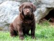 Price: $600
This Chocolate Lab puppy is 1/2 English & 1/2 American. She is ACA registered, vet checked, vaccinated and wormed. This puppy comes with a 1 year genetic health guarantee. She is a beautiful puppy who loves to run and play with her siblings.