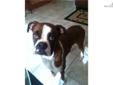 Price: $0
This advertiser is not a subscribing member and asks that you upgrade to view the complete puppy profile for this Boxer, and to view contact information for the advertiser. Upgrade today to receive unlimited access to NextDayPets.com. Your