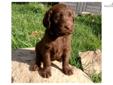 Price: $1100
HERCULES is a gorgeous wavy haired Chocolate Doodle. He is a first generation lab/poodle mix. He is held a lot in our home and loves to be outside already! See more details at our website: mochajavalabradors.com
Source: