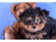 Price: $599
Hershal is very cute Yorkiepoo. Hershal is a terrific pet. He is very sweet and lovable. Hershal will be around 8 to 10 pounds full grown! He is up to date on his shots and dewormings and comes with a 1 year health warranty. He can be