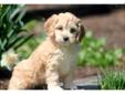 Price: $695
This lively Cockapoo puppy is vet checked, vaccinated, wormed and health guaranteed. She is a spirited puppy who is up for any adventure! This puppy is friendly and will make a great addition to your family. Her date of birth is March 6th and
