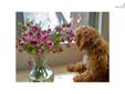 Price: $1250
This advertiser is not a subscribing member and asks that you upgrade to view the complete puppy profile for this Cavapoo, and to view contact information for the advertiser. Upgrade today to receive unlimited access to NextDayPets.com. Your