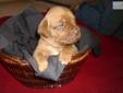 Price: $800
This advertiser is not a subscribing member and asks that you upgrade to view the complete puppy profile for this Dogue De Bordeaux, and to view contact information for the advertiser. Upgrade today to receive unlimited access to