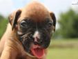 Price: $500
Beautiful Boxer puppies! They come with pet AKC registry, full registry is available for an additional cost. They come up to date on all shots. Shipping is available for $250 in most cases. I do this for the love of it and their health and