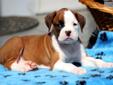 Price: $950
This fawn Boxer puppy comes with a 1 year genetic health guarantee and a 2 year hip guarantee. She is friendly, energetic and sassy! This puppy has a great personality and will warm her way into your heart. She is AKC registered, vet checked,