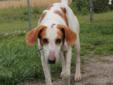 I'm Maggie girl! I have been searching for someone to love me while I was wandering around Pitt County. It is a very big place to wander and unfortunately I didn't find anyone who would help a girl out. I finally found my way out here to the shelter and