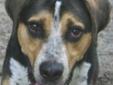 Hi, my name is BUCK. I am a Hound mix and was born in July 2006. I am between medium and large in size as I weigh about 75 pounds. I have been described as sweet and gentle. I agree with that assessment. I am also shy and vulnerable until I get to know