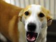 Do you have a yard with lots of squirrels? I love to run and play! If you're looking for a fun dog with lots of energy, come adopt me! Primary Color: Tan Secondary Color: White Weight: 30 Age: 3yrs 10mths 4wks Animal has been Spayed Please visit our