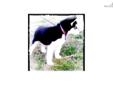 Price: $1500
This advertiser is not a subscribing member and asks that you upgrade to view the complete puppy profile for this Alaskan Malamute, and to view contact information for the advertiser. Upgrade today to receive unlimited access to