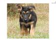 Price: $1500
This advertiser is not a subscribing member and asks that you upgrade to view the complete puppy profile for this German Shepherd, and to view contact information for the advertiser. Upgrade today to receive unlimited access to