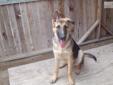 Price: $1000
Magnum is a very Big Puppy. He is just a sweetheart, but yet protective. He is still growing, and learning. His ear will go up. He has had a hip Xray for hip displayshia and is good. He is housebroken, and knows how to sit and stay. Please