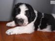 Price: $1000
Christmas litter of Blacks/Landseers born 11-09-12. There is a a landseer male still available. This will be our only litter for 2013. Parents are both show quality full registration with hips and hearts cleared! They will be vet checked and