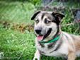 This dog is a very handsome male Husky mix. He is very sweet. He came into the shelter missing his left back foot. It appears to be an old injury and he gets around ok. He is looking for a home. Intake date: 3/26/2012 Lost and stray animals are held at