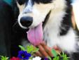 Hi there, I am Janey! When you saw my picture I bet you said "Look at that cute dog!" Well thank you! I am a very cute dog. I am a husky mix and I am about nine months old. My owner brought in several of my brothers and sisters, because he just had too