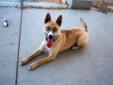 COURTESY LISING......... PLEASE EMAIL PERSON LISTED WE DO NOT HAVE INFORMATION ON THIS DOG. Hachiko is approximately 2 years old, she is a sweet high energy dog that needs a family who can give her exercise and mental stimulation. she would be great in a