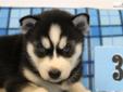 Price: $600
This is a black and white male with blue eyes. He will be up to date with his shots and de-wormed. He is registered with AKC. Both parents on site. They are both black and white with blue eyes. Raised with small children. Very social, happy,