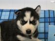Price: $600
This is a black and white male with blue eyes. He will be up to date with his shots and de-wormed. He is registered with AKC. Both parents on site. They are both black and white with blue eyes. Raised with small children. Very social, happy,
