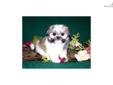 Price: $750
Cutie that is outgoing, enjoys children and is smart-- potty training via paper going well. Microchipped, 5yr health guarantee. F1 generation. Mother is chocolate and white Shih tzu and father is Maltese. Located in central Virginia
Source: