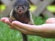 401x584x4647Great disposition capuchins rehoming now throughout the holidays priced to sell call now or text if late.