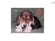 Price: $450
Item is an AKC/UKC registered Treeing Walker Coonhound pup. Demon (daddy) is a Grand Show Champion with numerous nite and grandnite champions is his pedigree. He goes back to Grandnite, Grand Champion House's Lipper and Nocturnal Nailor. Ice