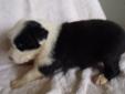 Price: $450
This pup will be approx. 18" adult size. Raised in our home with loving care. pet only Call for info: 609-649-9922 or 803-834-8677 www.aussietails.net
Source: http://www.nextdaypets.com/directory/dogs/c4b4663b-5691.aspx
