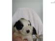 Price: $450
This pup will be approx. 18" adult size. Raised in our home with loving care. pet only Call for info: 609-649-9922 or 803-834-8677 www.aussietails.net
Source: http://www.nextdaypets.com/directory/dogs/b86713a6-59b1.aspx