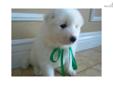 Price: $500
This advertiser is not a subscribing member and asks that you upgrade to view the complete puppy profile for this Samoyed, and to view contact information for the advertiser. Upgrade today to receive unlimited access to NextDayPets.com. Your