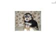 Price: $750
This beautiful little morkie puppy is estimated to weigh 5-6 pounds when full grown. She will come with a list of her puppy shots & dewormings, health guarantee, microchip, and puppy starter pack. Shipping, if needed, is an additional $250.00.