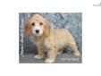 Price: $500
Ida is a female mixed breed Cocker Spaniel and Cockapoo puppy.
Source: http://www.nextdaypets.com/directory/dogs/21ac03ec-1bc1.aspx