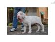 Price: $2500
This advertiser is not a subscribing member and asks that you upgrade to view the complete puppy profile for this Great Dane, and to view contact information for the advertiser. Upgrade today to receive unlimited access to NextDayPets.com.