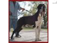 Price: $3000
This advertiser is not a subscribing member and asks that you upgrade to view the complete puppy profile for this Great Dane, and to view contact information for the advertiser. Upgrade today to receive unlimited access to NextDayPets.com.