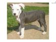 Price: $400
This advertiser is not a subscribing member and asks that you upgrade to view the complete puppy profile for this American Pit Bull Terrier, and to view contact information for the advertiser. Upgrade today to receive unlimited access to