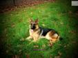 Price: $1500
This advertiser is not a subscribing member and asks that you upgrade to view the complete puppy profile for this German Shepherd, and to view contact information for the advertiser. Upgrade today to receive unlimited access to