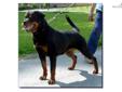 Price: $950
This advertiser is not a subscribing member and asks that you upgrade to view the complete puppy profile for this Rottweiler, and to view contact information for the advertiser. Upgrade today to receive unlimited access to NextDayPets.com.