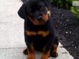 Price: $950
This advertiser is not a subscribing member and asks that you upgrade to view the complete puppy profile for this Rottweiler, and to view contact information for the advertiser. Upgrade today to receive unlimited access to NextDayPets.com.