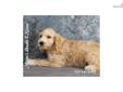Price: $500
Indy is a male mixed breed Cocker Spaniel and Cockapoo puppy.
Source: http://www.nextdaypets.com/directory/dogs/1f881cdb-e651.aspx