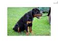 Price: $1800
This advertiser is not a subscribing member and asks that you upgrade to view the complete puppy profile for this Rottweiler, and to view contact information for the advertiser. Upgrade today to receive unlimited access to NextDayPets.com.