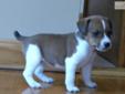Price: $550
This advertiser is not a subscribing member and asks that you upgrade to view the complete puppy profile for this Jack Russell Terrier, and to view contact information for the advertiser. Upgrade today to receive unlimited access to