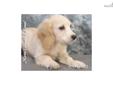 Price: $400
Irvin is a male mixed breed Cocker Spaniel and Cockapoo puppy.
Source: http://www.nextdaypets.com/directory/dogs/78cdce02-e331.aspx