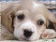 Price: $500
Isaac is a male mixed breed Cocker Spaniel and Cockapoo puppy.
Source: http://www.nextdaypets.com/directory/dogs/e183cc89-84c1.aspx