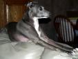 Ellie is 7 years old, blue, about 15 1/2 inches tall & a hefty 20 lbs. She's a sweetheart who has lost her home due to a new baby. Ellie had surgery on her hip as a puppy, due to a congenital hip disorder, and was allowed to be sedentary, instead of