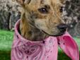 Say hello to this little brindle love bug, MACY. MACY is very affectionate, loves to be held and feel loved. She is a 1 year old Italian Greyhound mix, weighing about 10 lbs. Spend less than a minute with MACY and you will be head-over-heels in love!