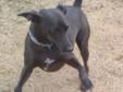 Dezmond is a 3 1/2 year old chocolate brown, neutered, male Italian greyhound mix. He is reported to be a Minpin mix but is over size for either Minpin or IG. He weighs in at 25 lbs. This boy has a very outgoing personality and is very friendly with